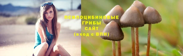 сатива Корсаков